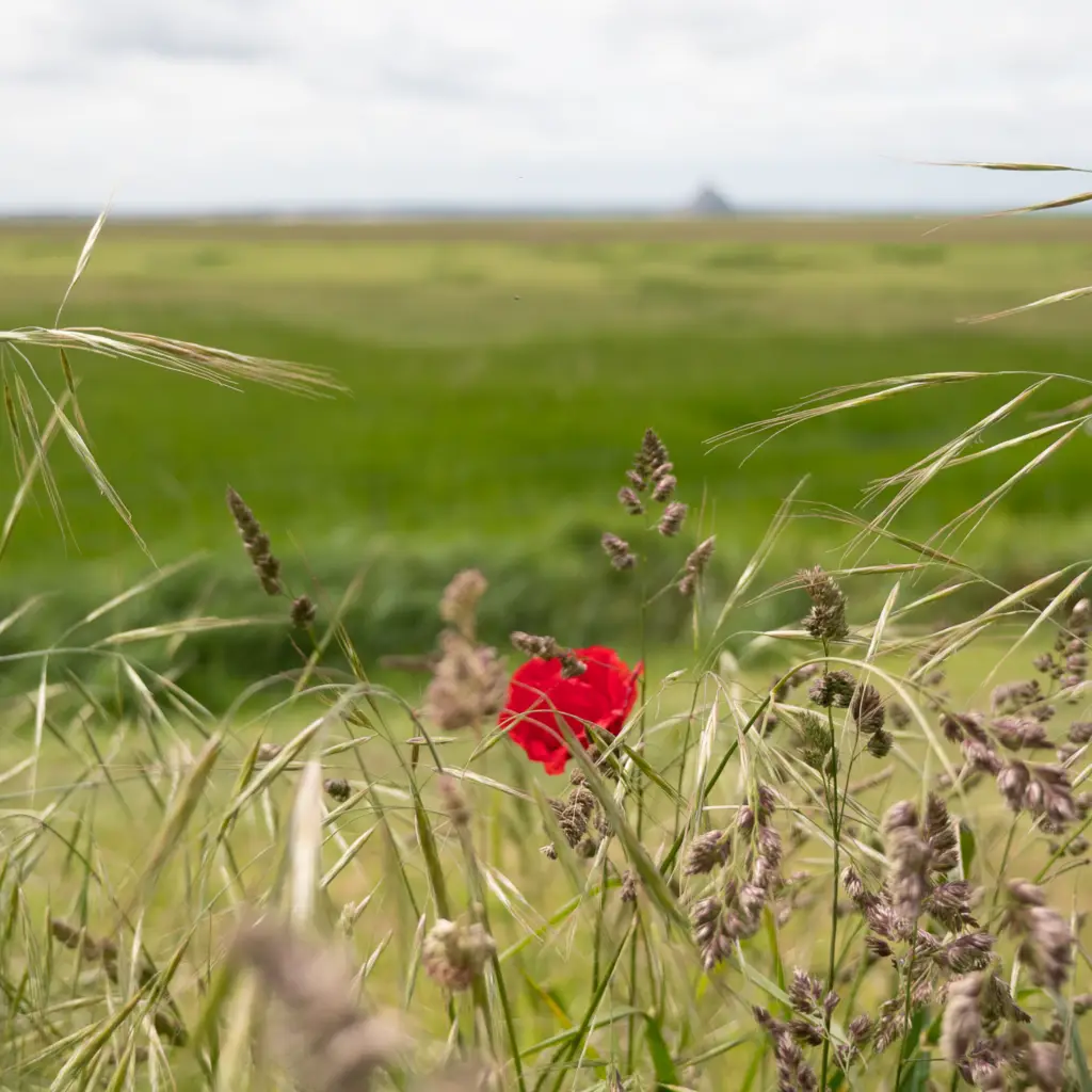 Le Mont Saint Michel en Normandie